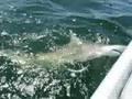 Bill & Bailey Shark... :: Bill and Bailey landing a Black Tipped shark on the Gulf of Mexico.... View Video