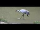 European Crane, Grulla European Crane, Grulla