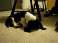 videos de Basset hound puppy Psyche vs. ice cube