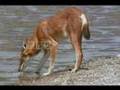 Save The Red Wolf!