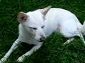 Kishu
