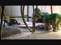 Turtle Meets Acrobatic Dinosaur