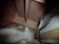 videos de Dogbook Movie: Funny
