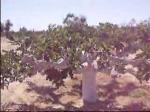 video vizcaino