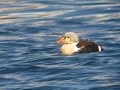 King Eider - Somateria spectabilis