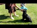 Ollie the Cocker Spaniel Training Ollie the Cocker Spaniel Training