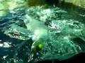 Penguins at the Aquarium