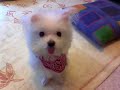 Maltese MiRu(Photos of 2007_part-01), ???? ??