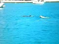 Dolphin plays with dog Dolphin plays with dog