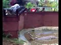 buaya,makan,malaysia