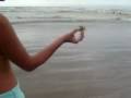videos de paloma e o caranguejo