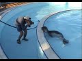 badem-ii-ksz-yavru-fok-orphan-monk-seal-pup-.html