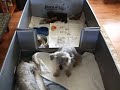 9 week old Schnoodle Puppies Playing