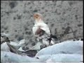 Küçük Akbaba Kolonisi Küçük Akbaba Kolonisi