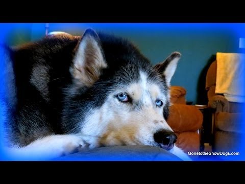 how to care siberian husky