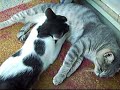 Gatto un po\ Gatto un po\