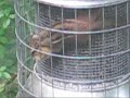 DISTURBED CHIPMUNK stuck in a squirrel proof bird feeder