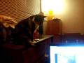 videos de Cats can't find the kitten!