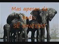 As Pessoas As Pessoas