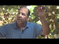 Do You Know How Your Kiwis Are Grown?
