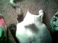 Billy grooming