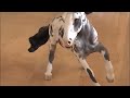 SHR New Custom Horse SHR New Custom Horse