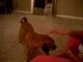 videos de Kobi the Pug 3