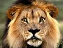 DIVERTENTE LEONE PARLANTE IL PADRINO BY MAURY76ROVEDA