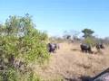 South Africa... Rhino 3