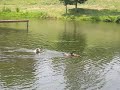 Ike and the Ducks