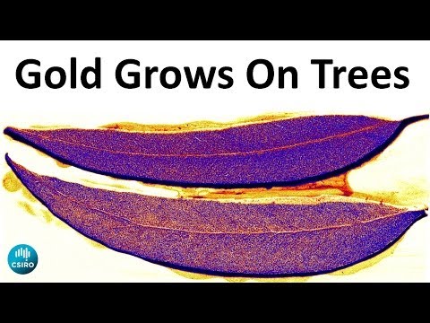 how to draw eucalyptus leaves