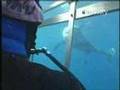 Shark Week- Chum Cannon
