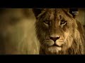 Animal Soccer - FIFA World Cup 2010