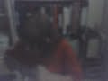 Five Foot Two On Resophonic Ukulele. FAST