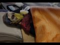 Fort Zombie Trailer