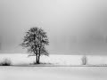 Les arbres en hiver!