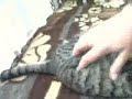 kedi ibrahimkar