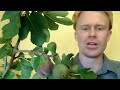 Fig Tree