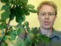 Fig Tree