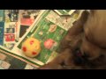 2010-05-11 | Norwich Terrier Puppies at Play ~> The are four puppies stopping by on their way to their new homes. ()