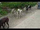 Alaska - July 2 - Talkeetna Dog Sledding - Part II