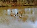 videos de Ducks (on ice)