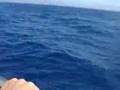 Sortie à Anfi, en mer.