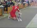 videos de chinese crested dog, Kim Pupo-Haichi
