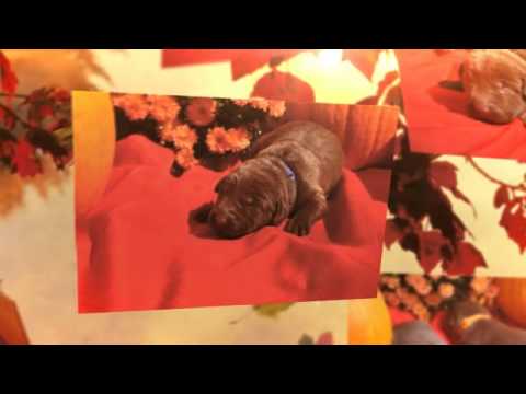 Silver Factored Chocolate Labrador Puppies for sale Ohio Born 10-17-12