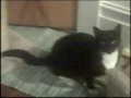 Action packed opera, choreographed by Kitty and Chanton.  Cats - Opera Style. A note to the video: Background music and video recording occurred simultaneously.