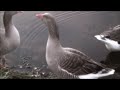 GEESE ATTACK!!!!