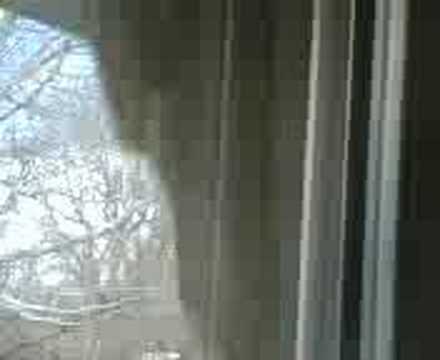 how to get squirrels out of dryer vent