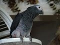 Talking African grey Wanna cookie & Shake ur Booty