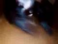 videos de gerbille